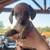 Mini dachshund puppies 2 thumbnail
