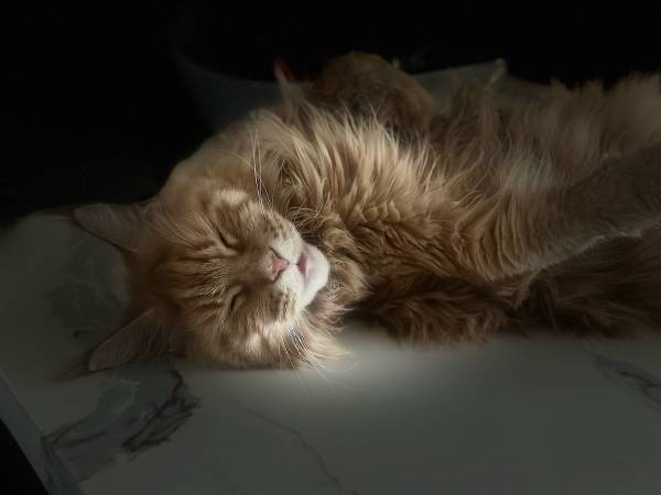 Mainecoon cat (Long Beach)63830036982275122