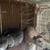 Tamuk Rabbits 4 thumbnail