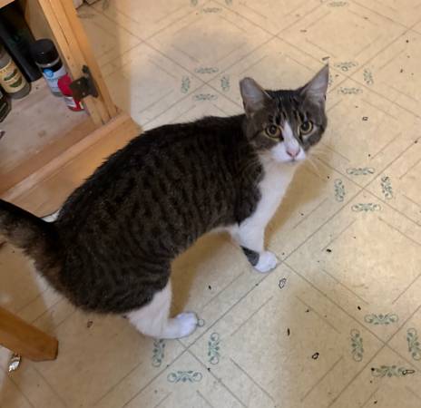 Lost Cat (vallejo / benicia)64188535209859120