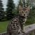 Bengal babies 3 thumbnail