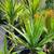 Mature Succulents For Landscaping 19 thumbnail