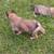 BELGIAN MALINOIS - GERMAN SHEPHERD PUPPIES. 4 thumbnail