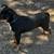 Rat terrier 13 thumbnail