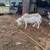 White dooper Ram 2 thumbnail
