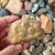 Fossils, Llanite, Artifacts 5 thumbnail