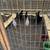 Laying hens 6 thumbnail