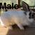 Rabbits 5 thumbnail