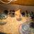 Barnyard mix chicks 2 thumbnail