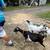 Goats 1 thumbnail