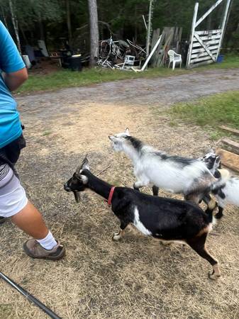 Goats 1