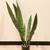 Zeylanica Snake Plants - Tall Floor Plants 3 thumbnail