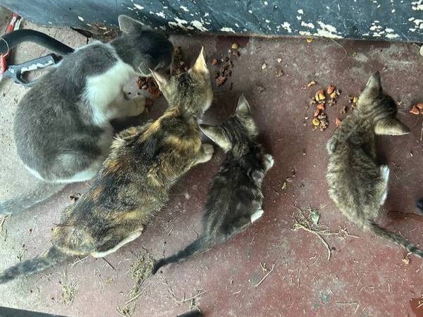 cats/kittens needing homes (read description) (poteau)