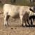 Mini cow 2 thumbnail