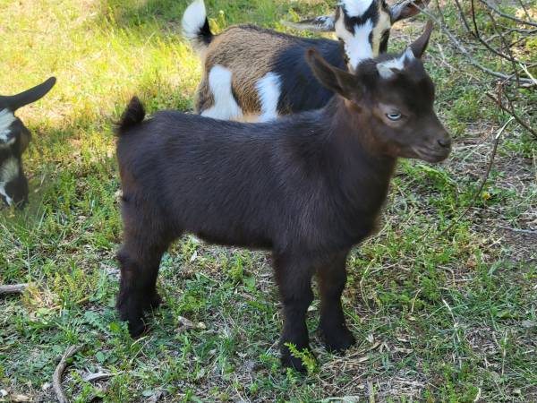 Nigerian Dwarf Buckling Goat - farm & garden - by owner - sale - craigslist