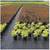 LANDSCAPE FABRIC FOR BLOCKING WEEDS WITHOUT POISON 3 thumbnail