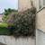 FREE Abelia x grandiflora bush 4 thumbnail