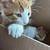 Two orange kittens 1 thumbnail