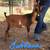 ADGA Nigerian Dwarf Does. Forced to Downsize 10 thumbnail
