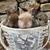 Narrow Gate Rabbitry - Angora Rabbits 9 thumbnail