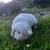 Holland Lop 3 thumbnail