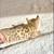 F3 Savannah lynx jungle cat kittens 5 thumbnail