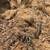 Coconut fiber mulch 1 thumbnail