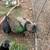2 peacocks 1 thumbnail