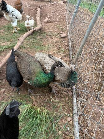 2 peacocks 1
