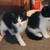 Kittens long haired 1 thumbnail