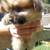 Pomeranian 5 thumbnail