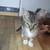 Super CUTE Kitties 9 thumbnail