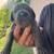 CANE CORSO 5 thumbnail