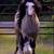 Gypsy Vanner mare and foal for sale 19 thumbnail