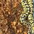 Ball pythons 2 thumbnail