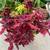 Magenta coleus + 5 FREE peppermint plants (FREE only in October) 1 thumbnail