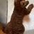 Miniature red poodle 3 thumbnail