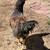 2 Roosters 2 thumbnail