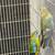 Birds 14 thumbnail