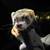 Ferret for adopt 1 thumbnail
