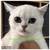 Scottish fold and straight kittens 3 thumbnail