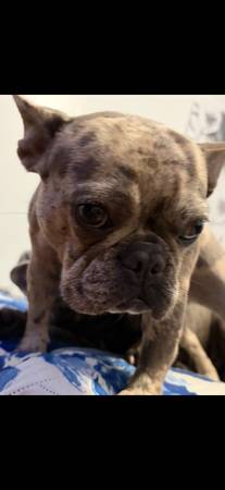 Missing/stolen 1