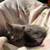 Kittens 3 thumbnail