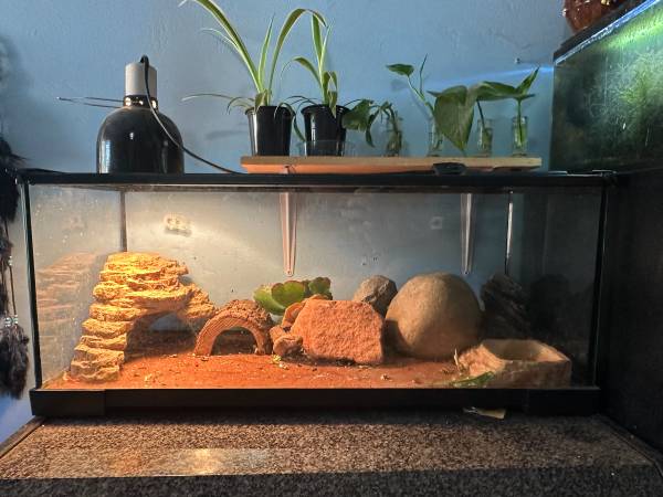 Lagarto uromastyx para reubicación + terrario (Santee)