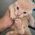 Farm cat kittens 5 thumbnail