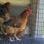 Chickens 6 thumbnail
