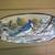 Painted Blue Jay Mussel Shell by Harpole 4 thumbnail