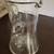 Antique American Brilliant ABP Cut Etched Crystal Glass Pitcher Jug w/ 3 thumbnail