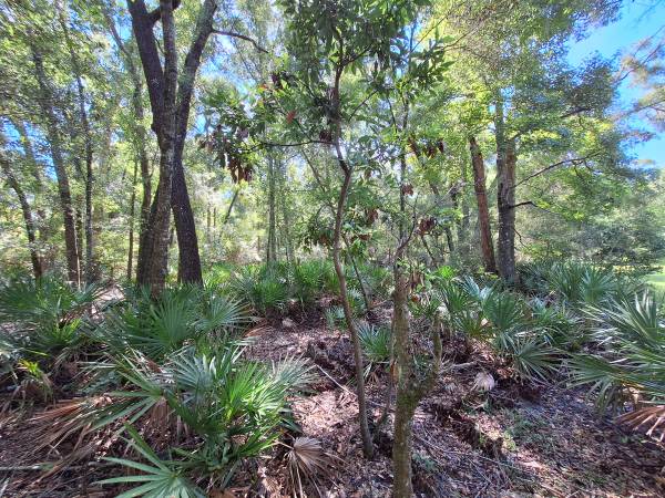 $85,000 5 ACRES FOR SALE IN SPANISH TRACE (Chiefland, FL)63823032340993123