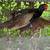 Melanistic pheasant pair 1 thumbnail